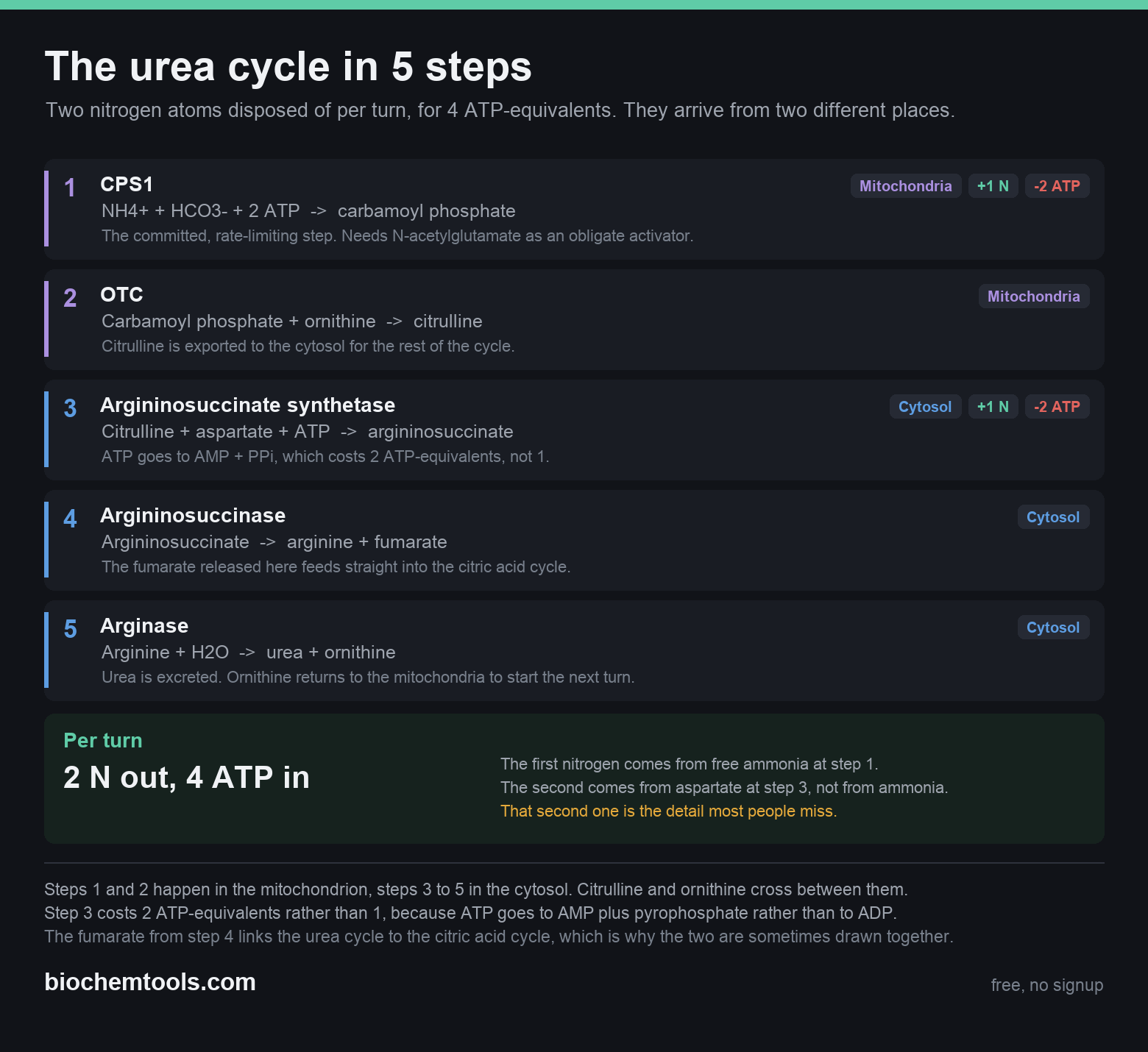 The urea cycle in 5 steps
